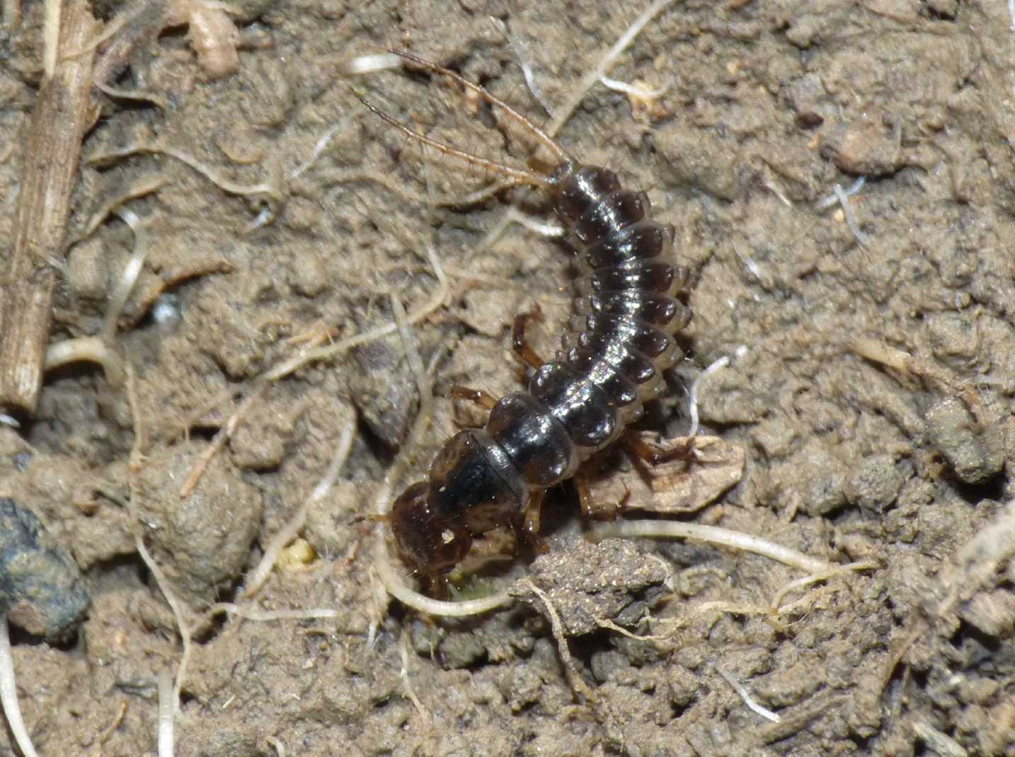 Larve (probabili Carabidae Chlaeniinae)